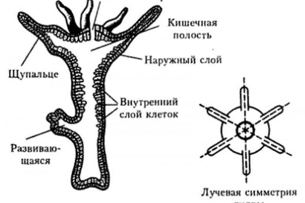 Не зачисляются деньги на кракен