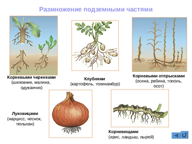 Ссылка на кракена для тора